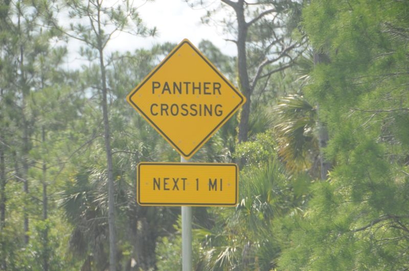 Panther in den Everglades