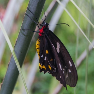 Butterfly Rainforest Gainesville