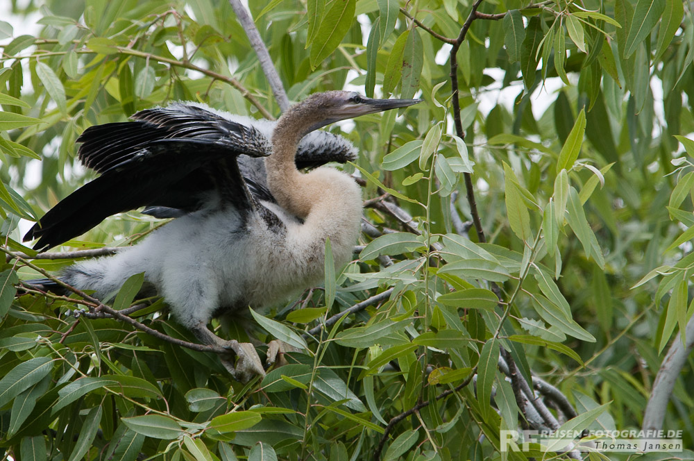 Junger Vogel - Everglades