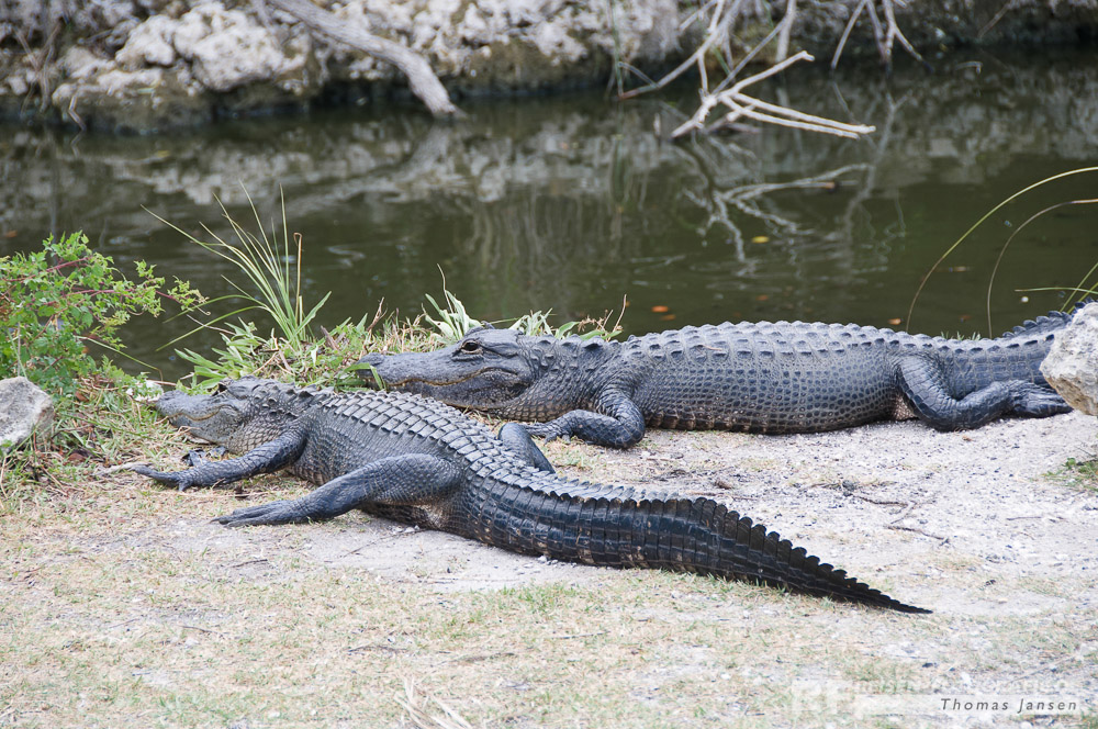 Alligatoren in den Everglades