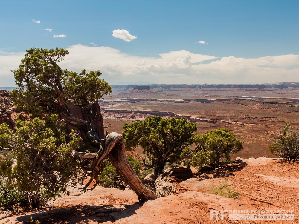 Canyonlands View