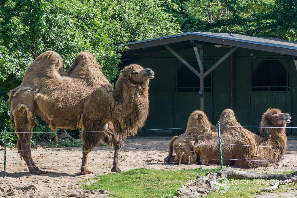 Kamele im Kölner Zoo
