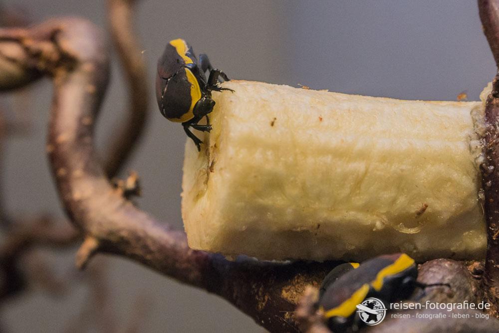 Käfer - mit lecker Banane