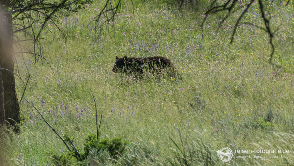 Schwarzbär im hohen Gras