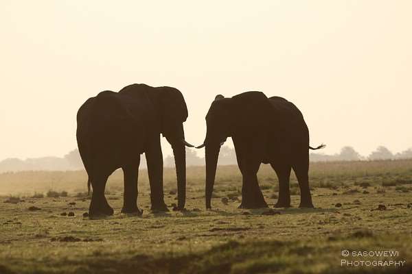 Elefanten am Chobe River