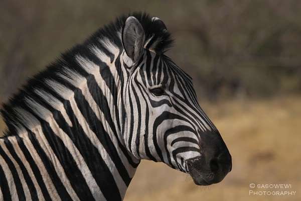 Zebra im Moremi Game Reserve