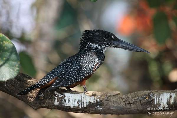 Pied Kingfisher am Chobe River