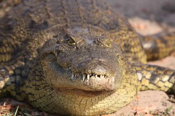 Krokodil am Chobe River