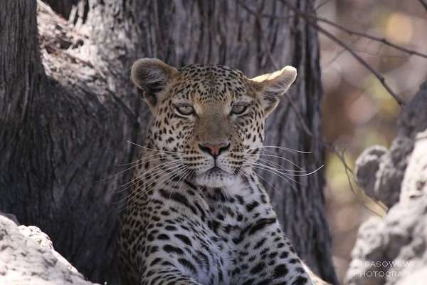 Leopard im Moremi Game Reserve