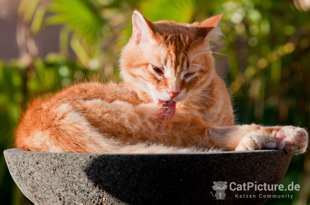 Katzen auf Malta – Sehr angenehme Mitbewohner im Hotel