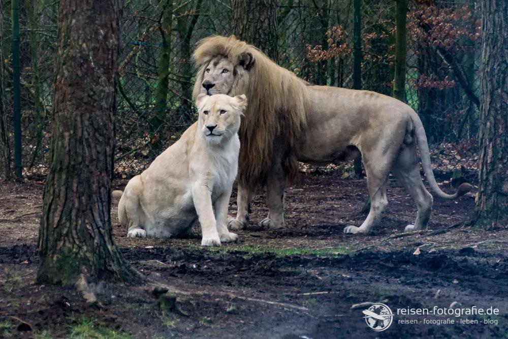 Weiße Löwen