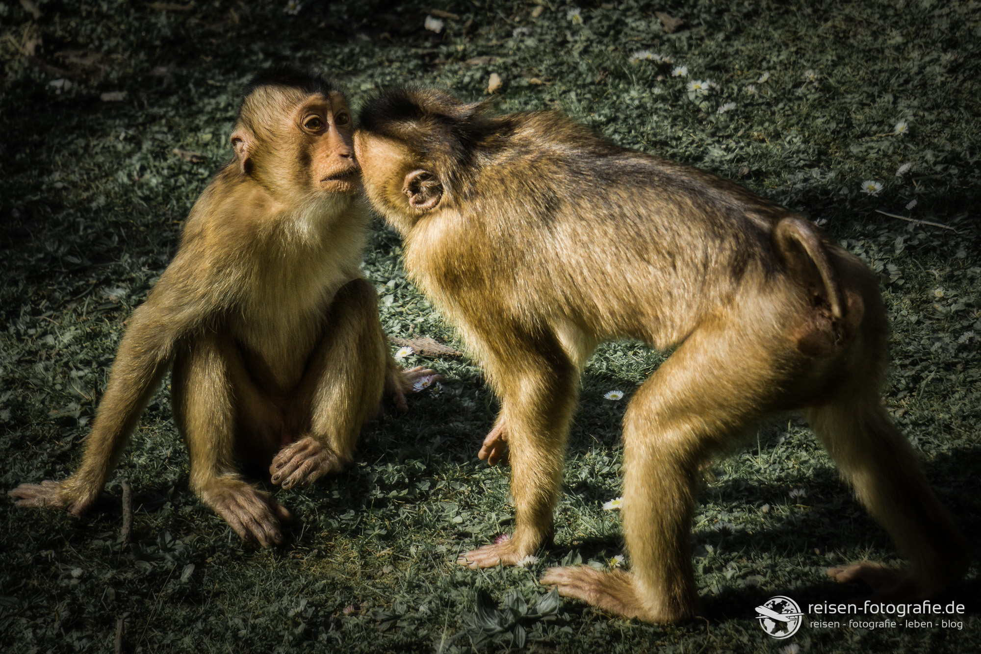 Fotobearbeitungs Challenge #1 – Affen im Zoo