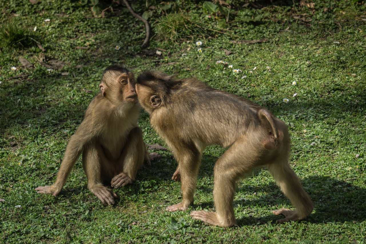 Fotobearbeitungs Challenge #1 – Affen im Zoo – Zusammenfassung