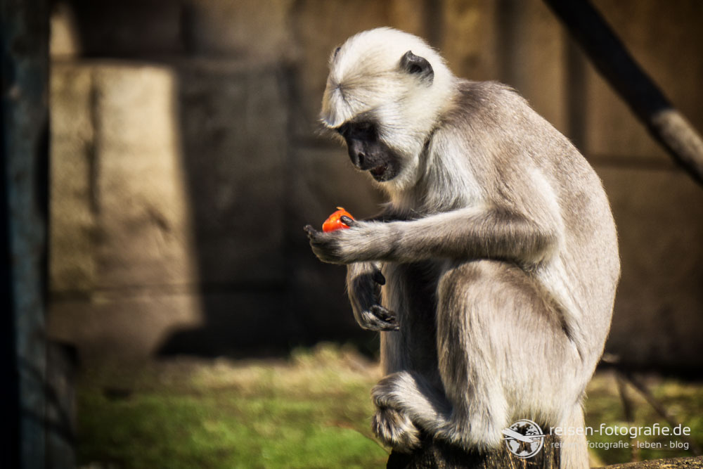 Erlebnis Zoo Hannover – Bilder von Affen, Präriehunden uvm.