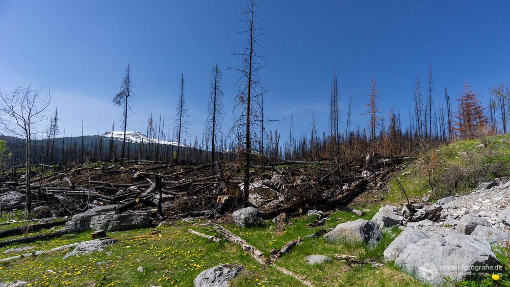 Resultat eines Waldbrandes 2015