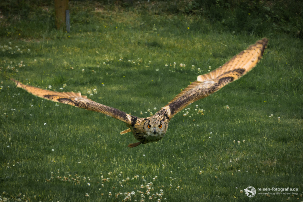 Wildpark Lüneburger Heide – Flugshows und viele tolle Tiere