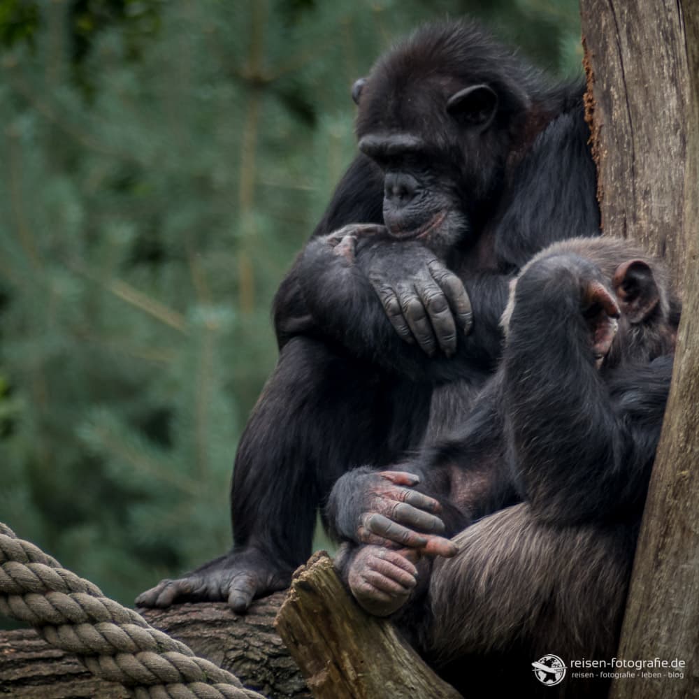 Nachdenkliche Schimpansen