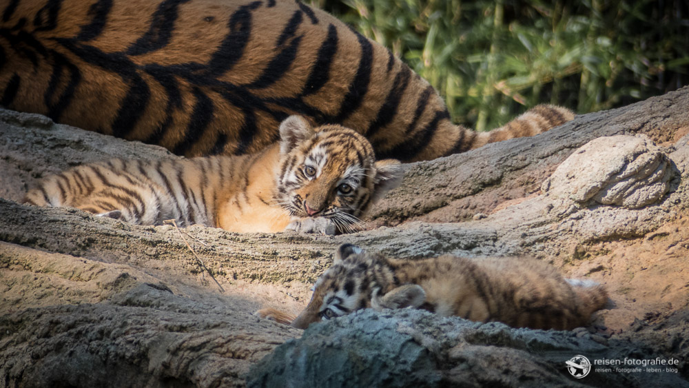 Makar und Arila – Neues von den Tigerbabys im Zoo Duisburg