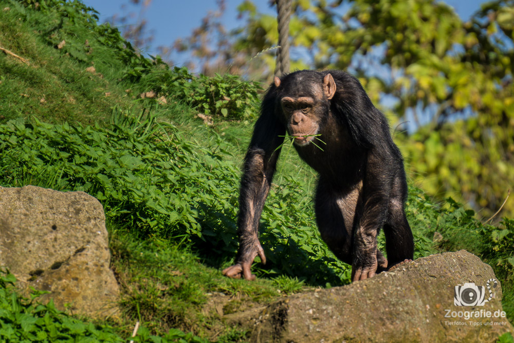 Schimpanse im Zoom Gelsenkirchen