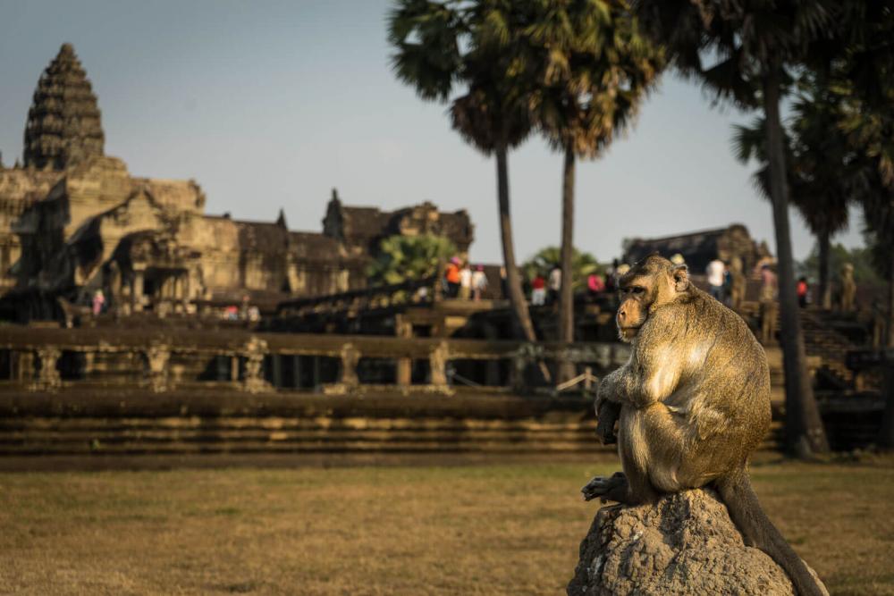 Affe am Ankor Wat