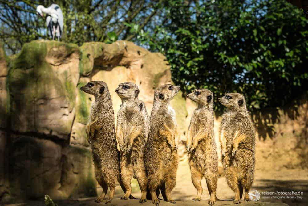 Zoo Duisburg - Erdmännchen
