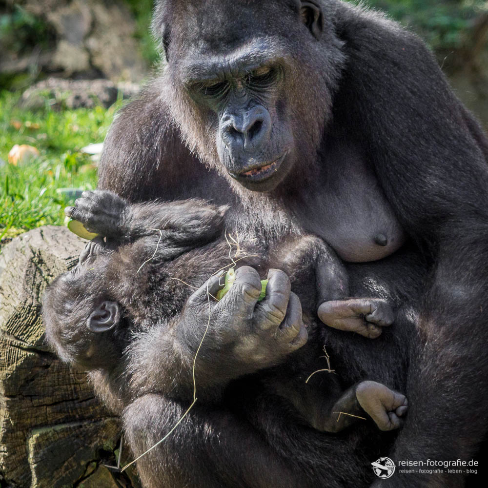 Zoo Duisburg - Gorilla