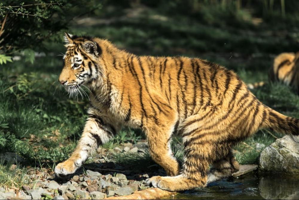 Tiger Standard