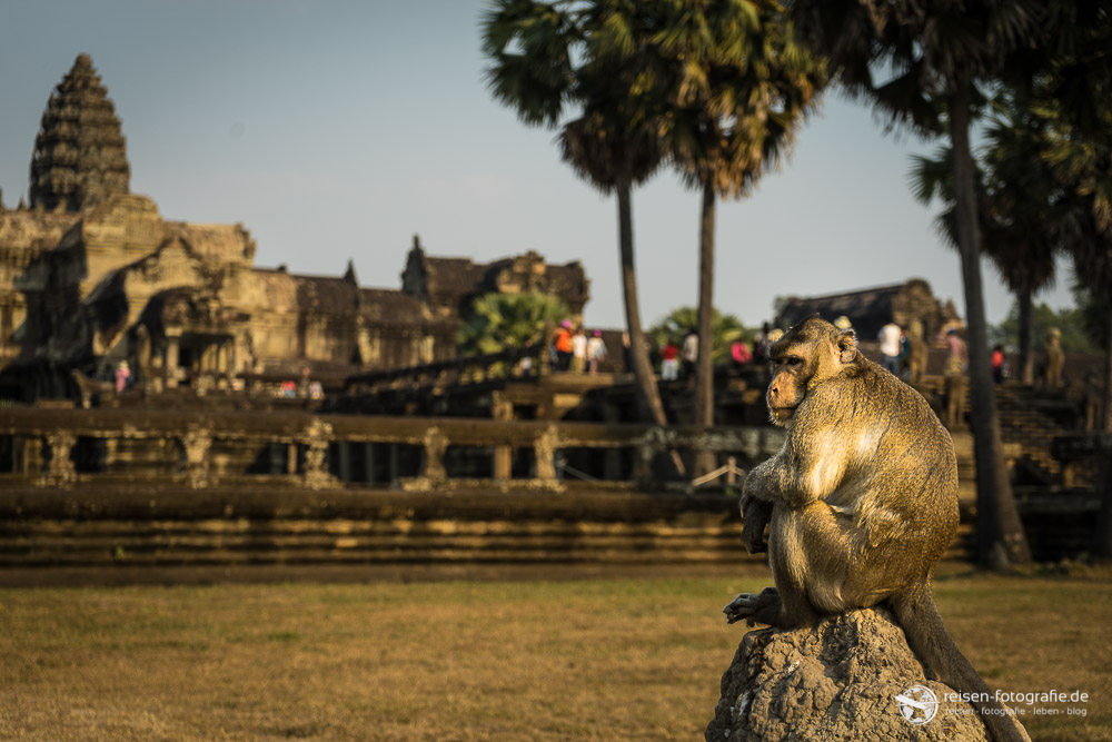 Tempelaffe in Angkor Wat