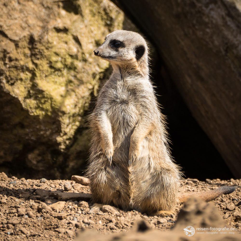 Tiere im Chester Zoo