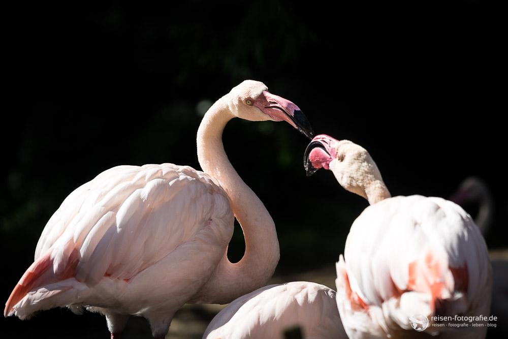 Flamingos Zoo Amneville