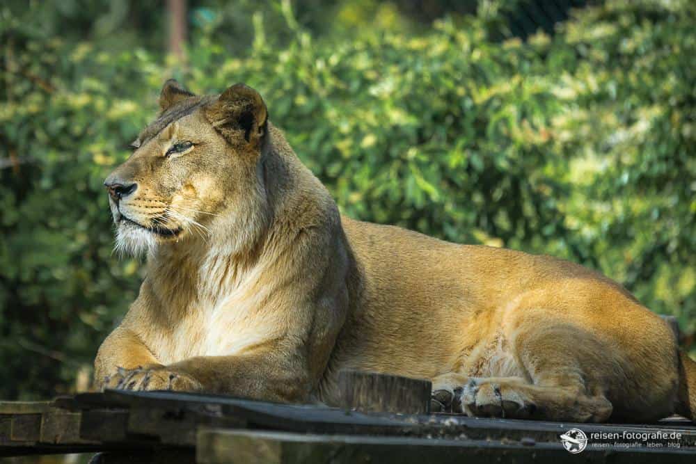 Löwendame im Zoo Amneville