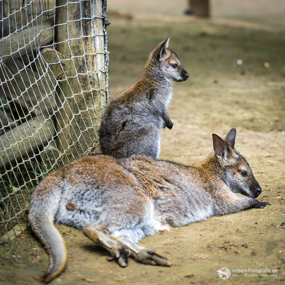 Känguru im Zoo Amneville