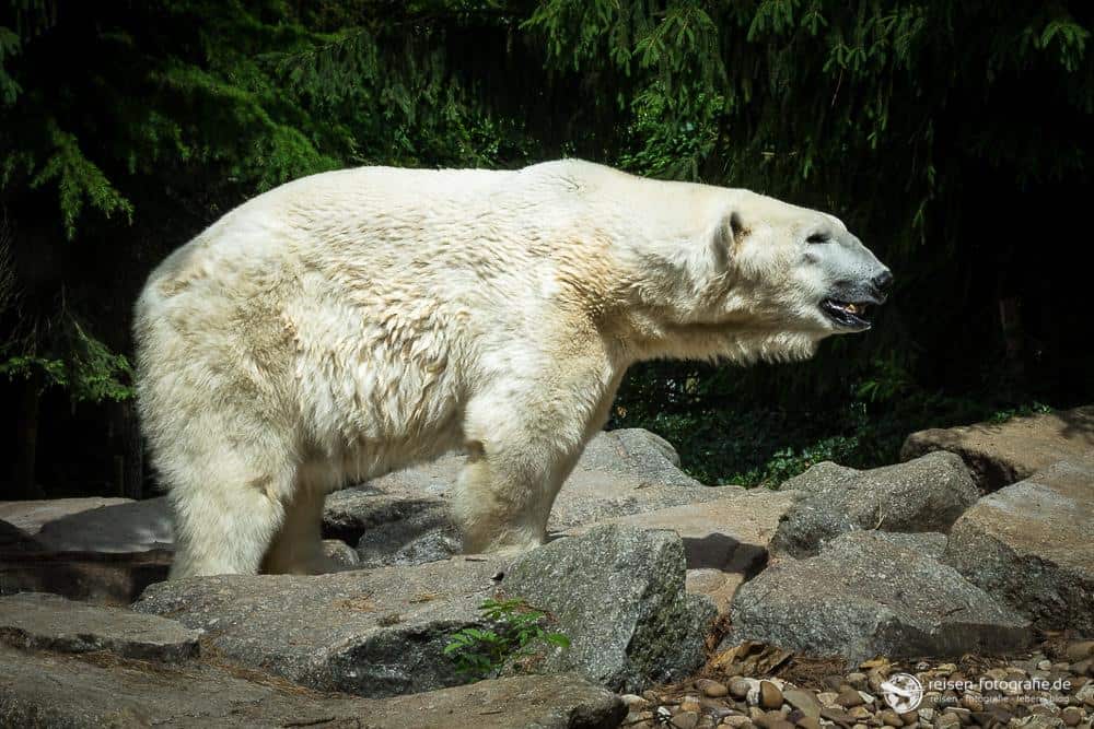 Eisbär im Zoo Amneville