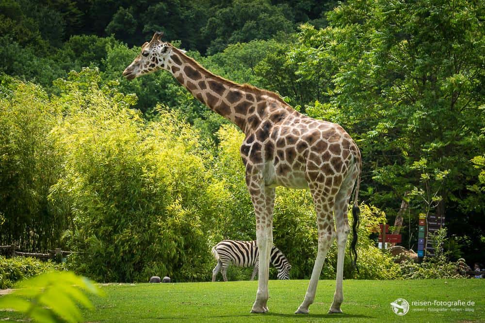Giraffe im Zoo Amneville