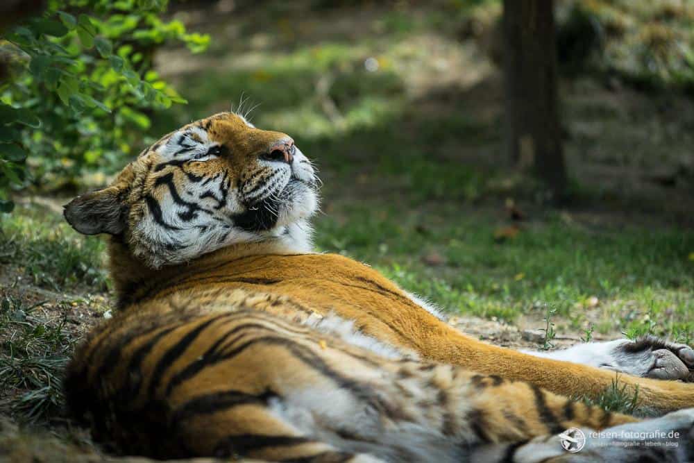 Tiger im Zoo Amneville