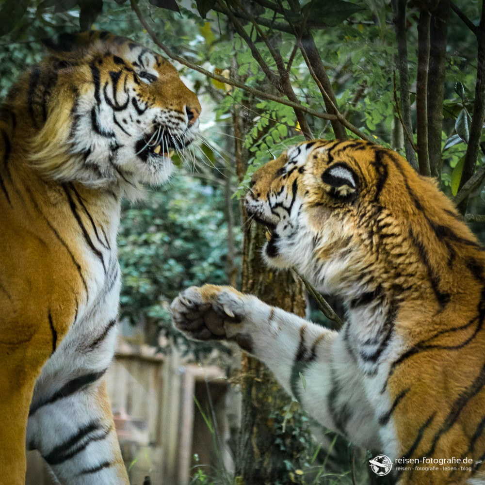Tiger im Zoo Amneville