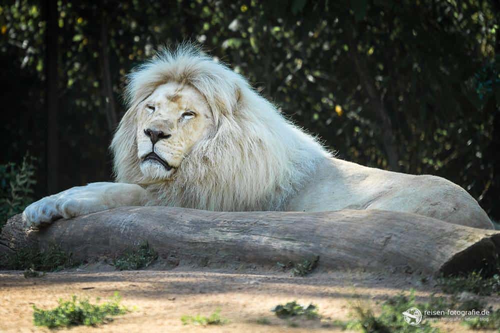 Weißer Löwe Zoo Amneville