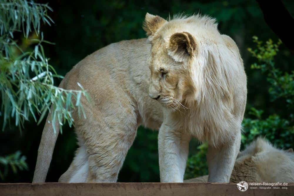 Weiße Löwin im Zoo Amneville