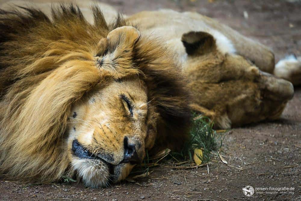 Löwen im Zoo Amneville
