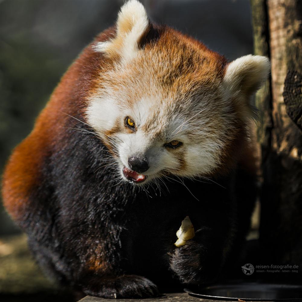 Kleiner roter Panda - Zoo Duisburg