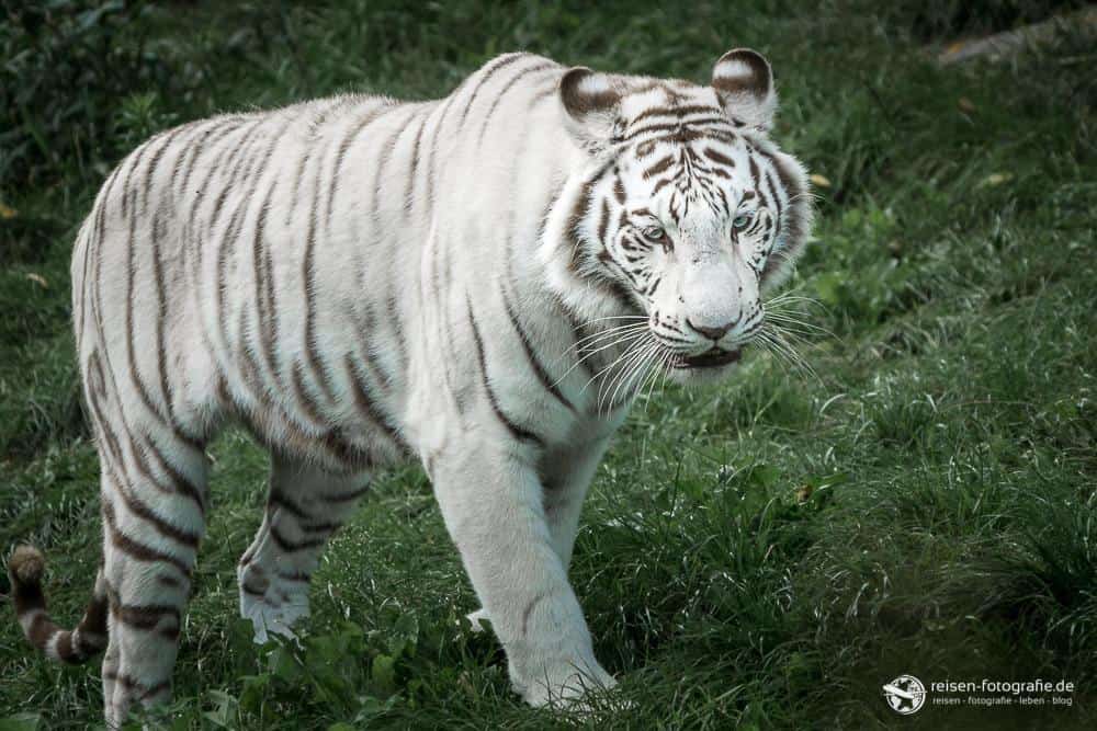 Weißer Tiger in ganzer Pracht