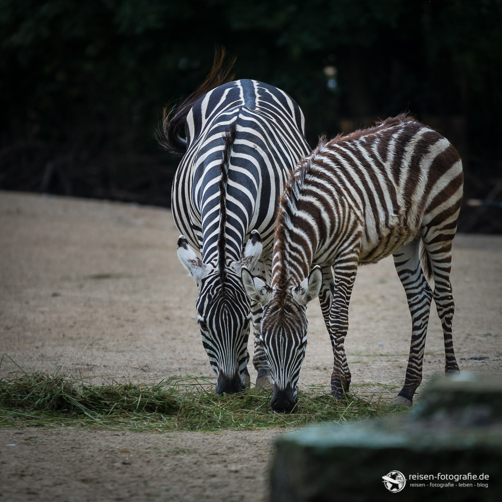 Zebras im Zoo Hannover