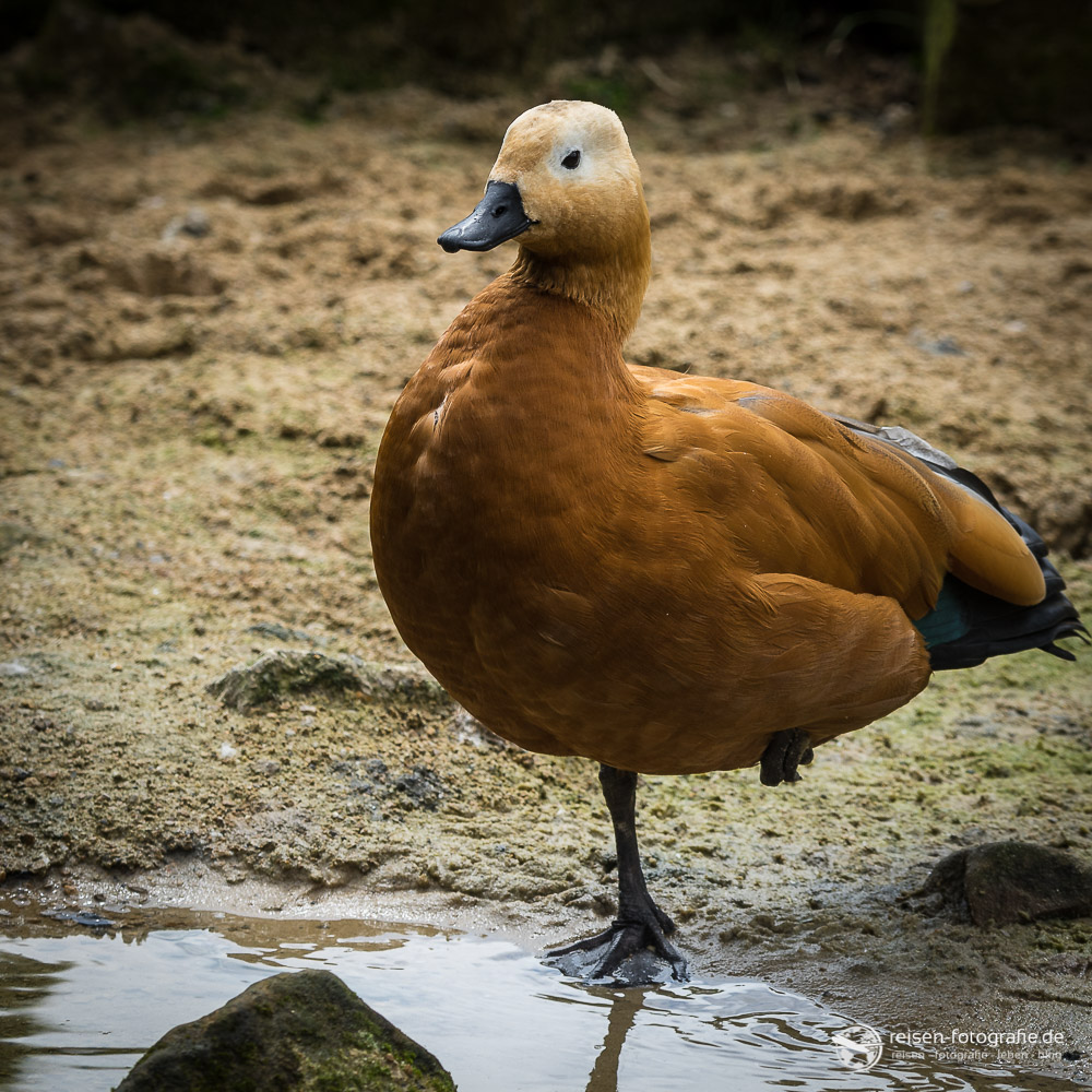 Braune Ente Zoo Hannover