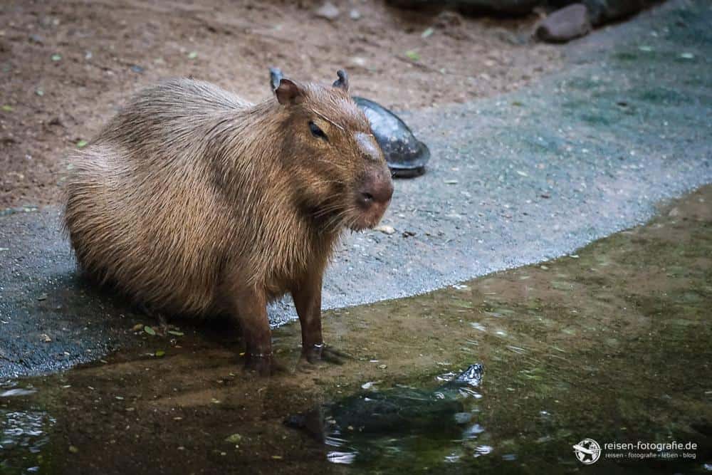 Capybaras im Bereich Bush