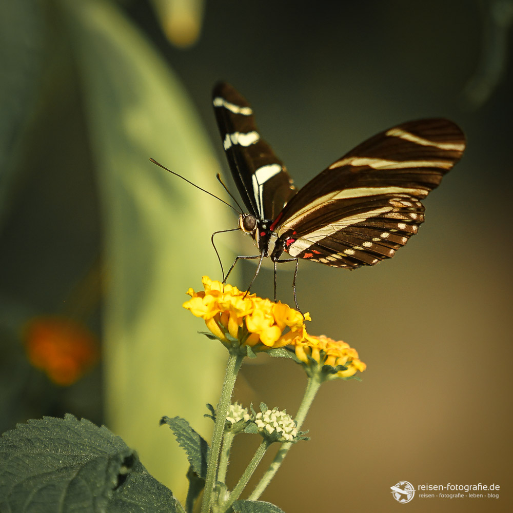 Schmetterling im Bereich Mangrove