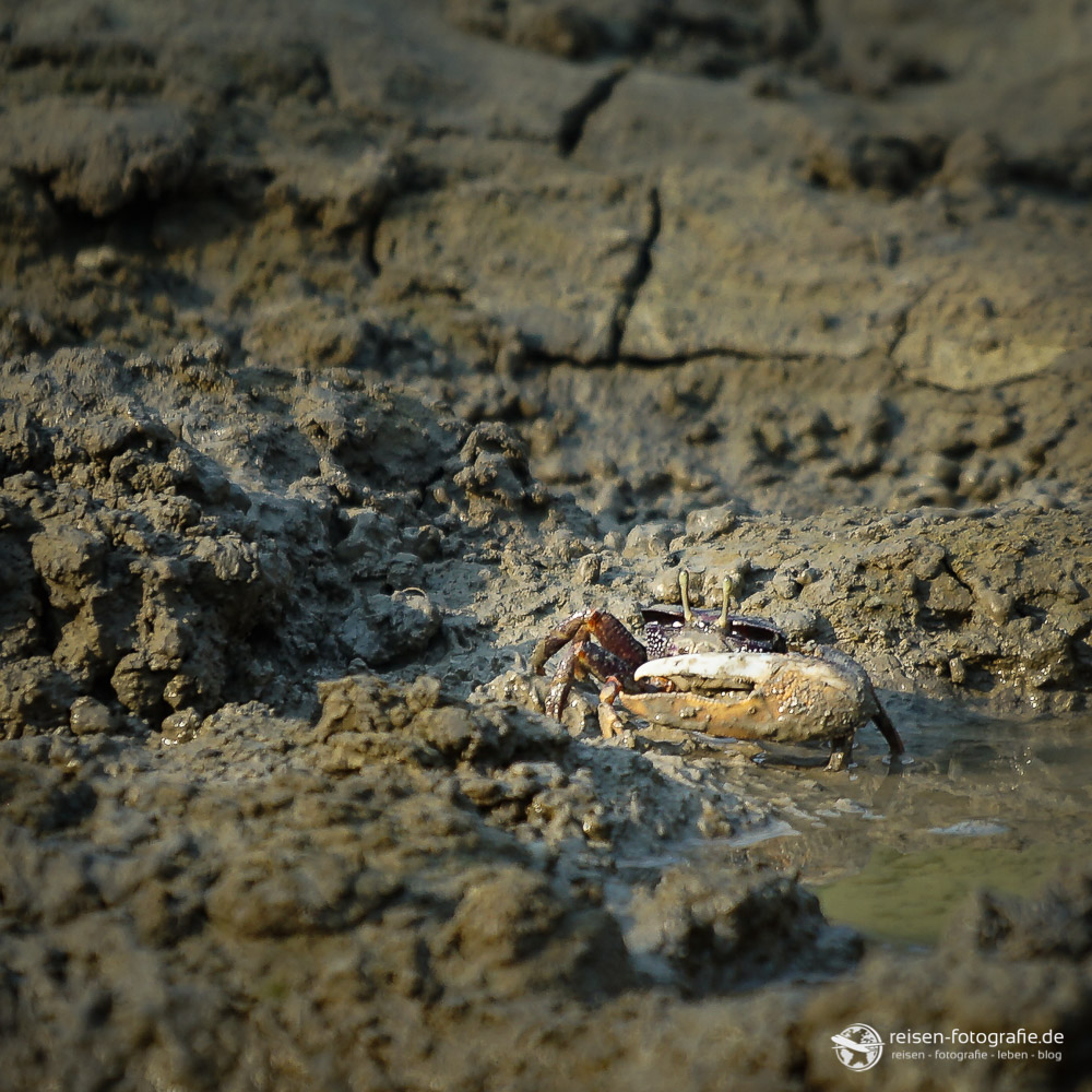 Krabbe im Bereich Mangrove