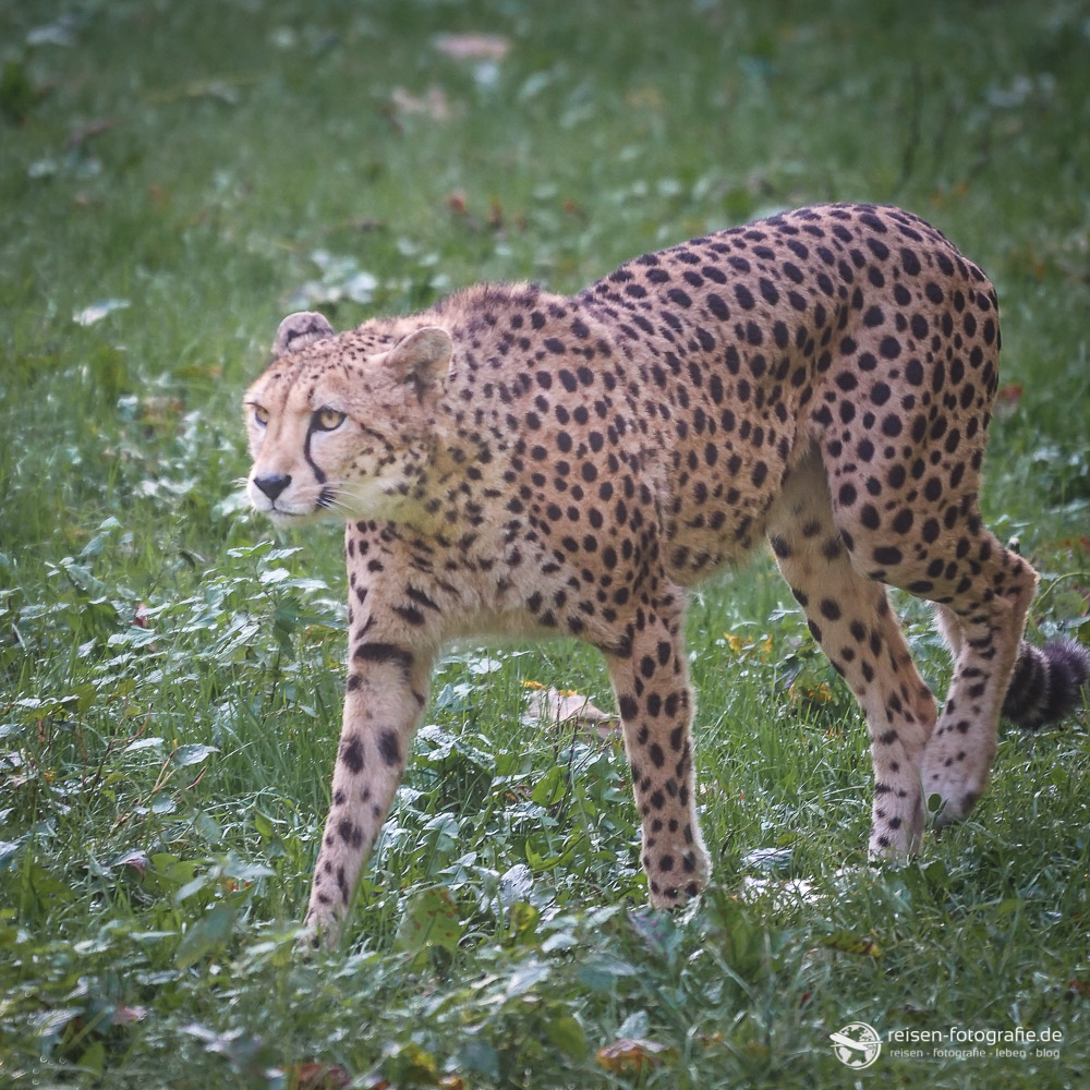 Gepard im Bereich Safari