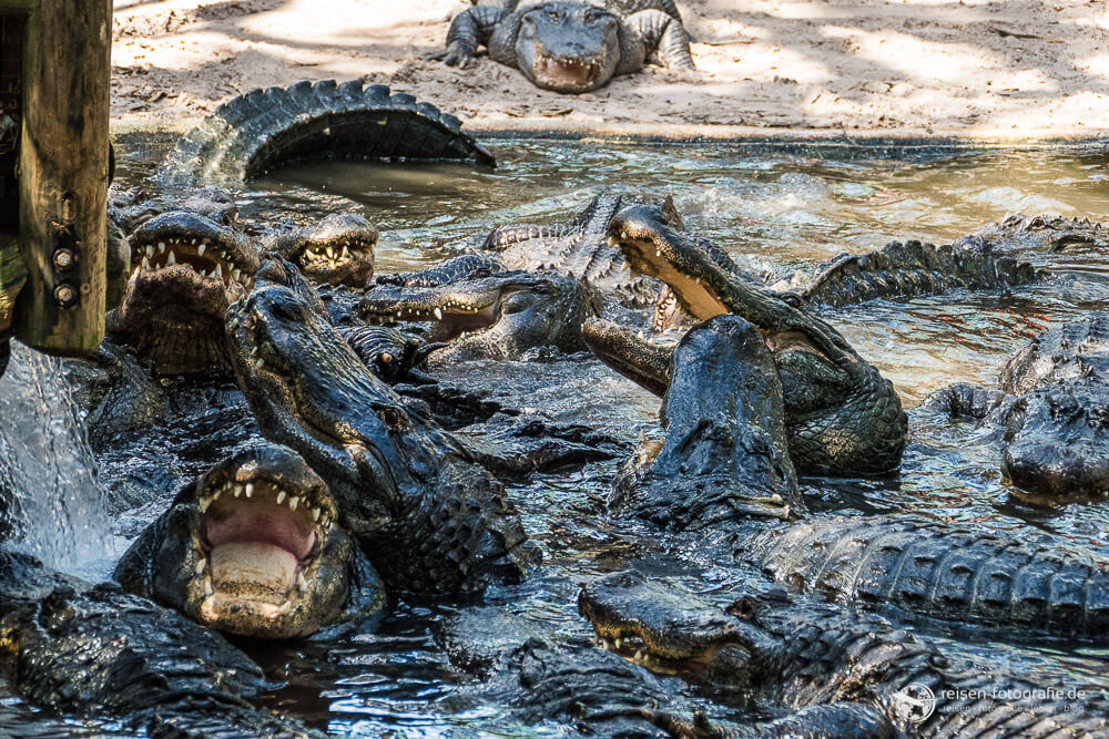 Fütterung der Alligatoren