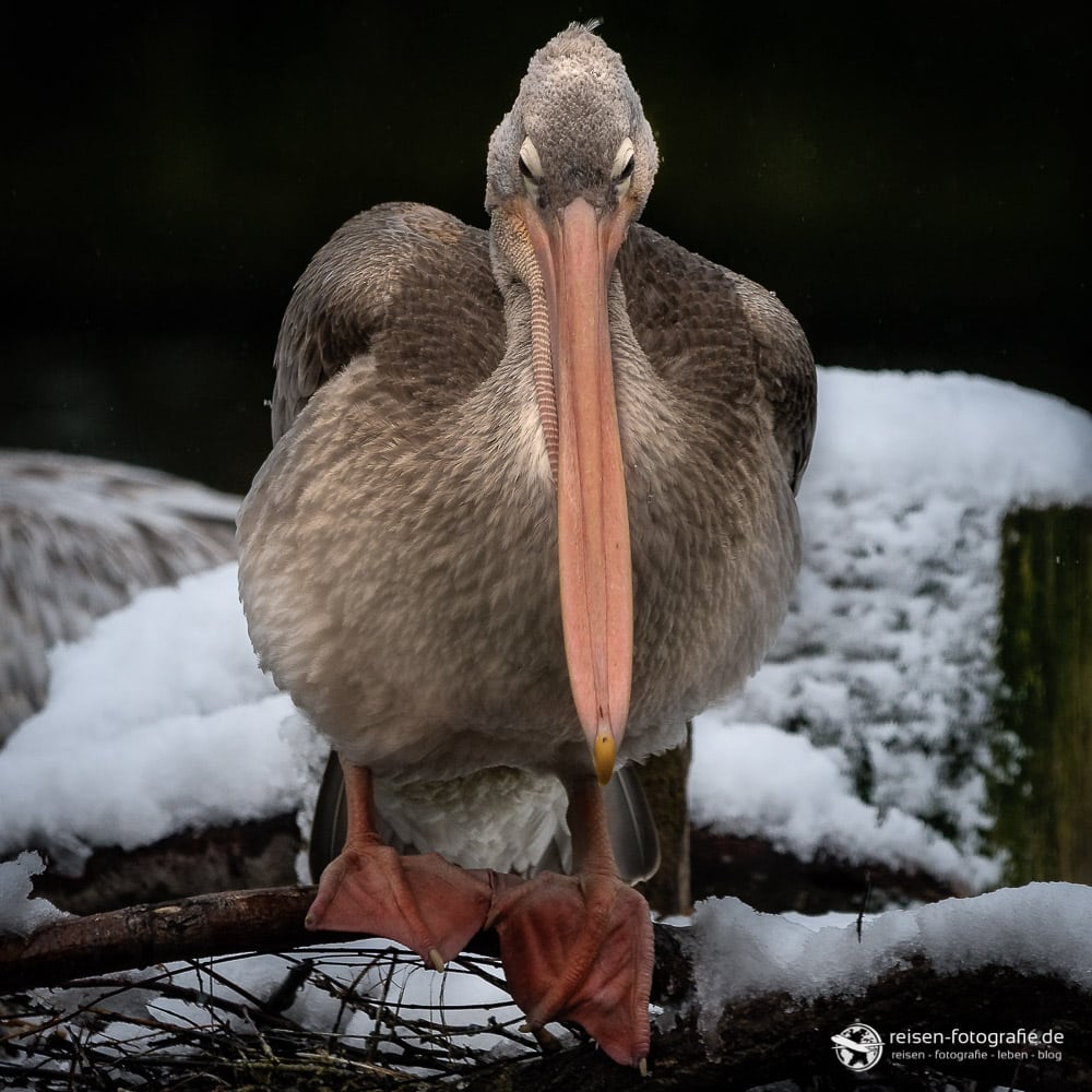 Pelikan nachher