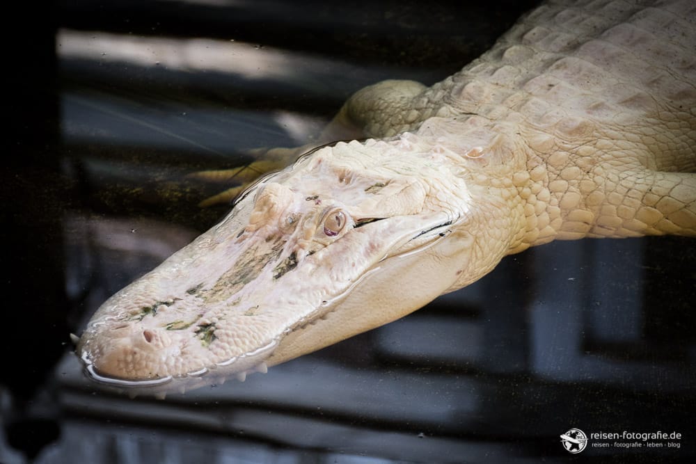 St. Augustine Alligator Farm: Albino
